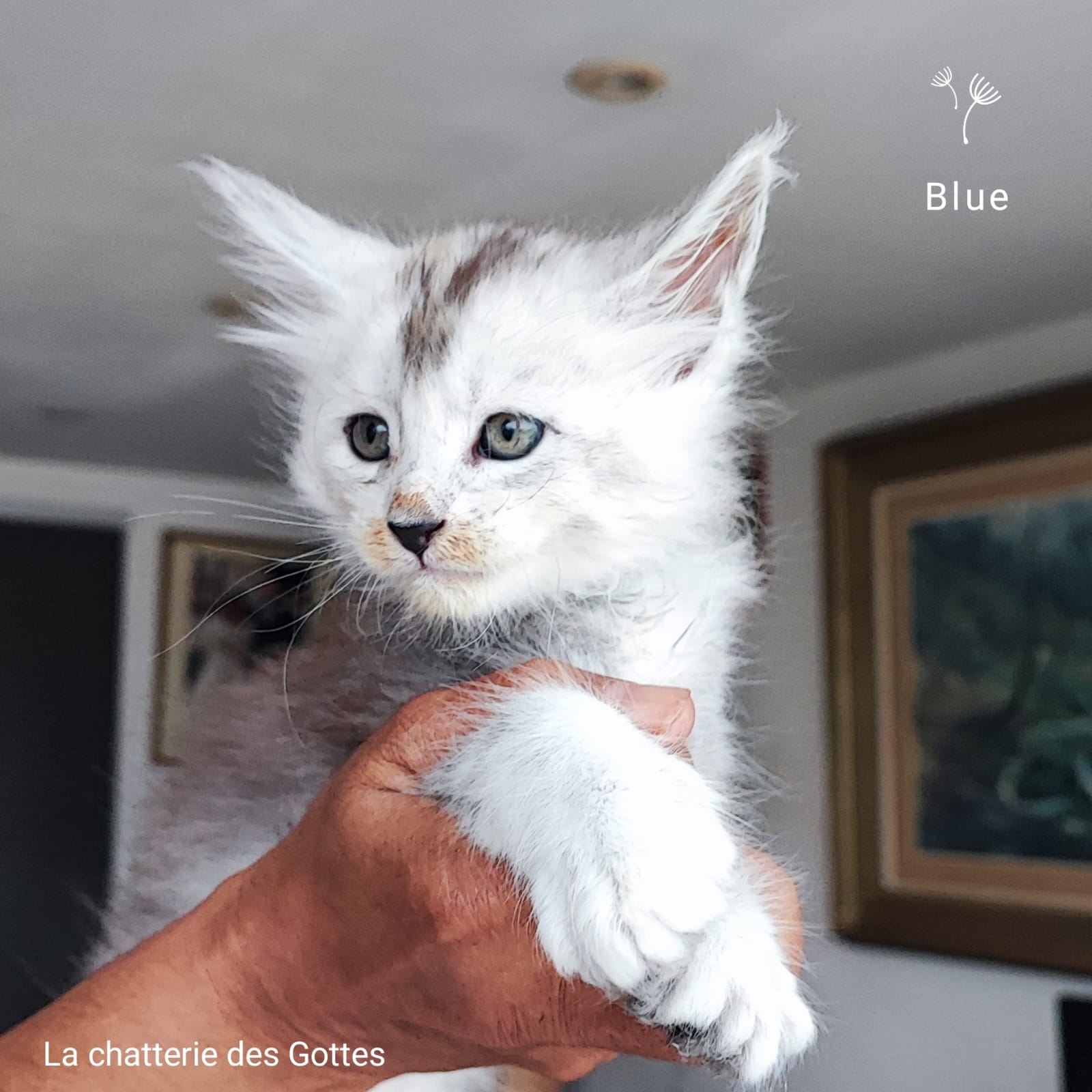 Blue